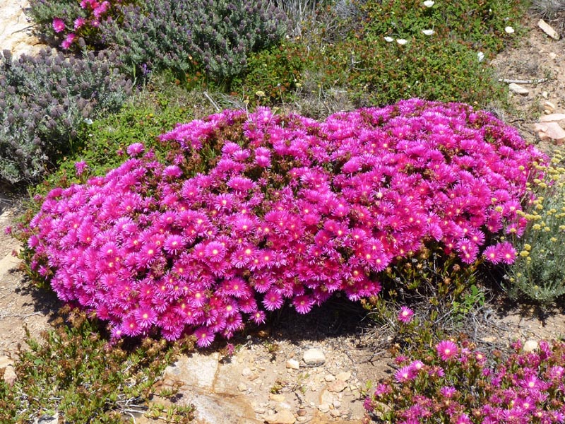 Lampranthus sp photo
